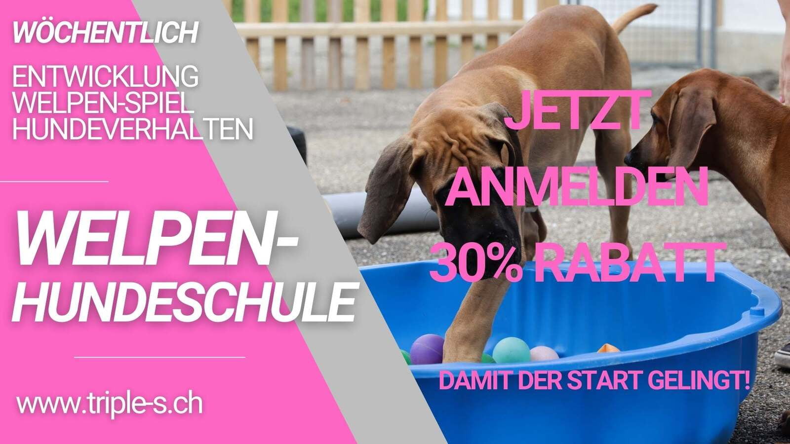 Welpenprägung- und Spielstunden-Gruppe in unserer Hundeschule